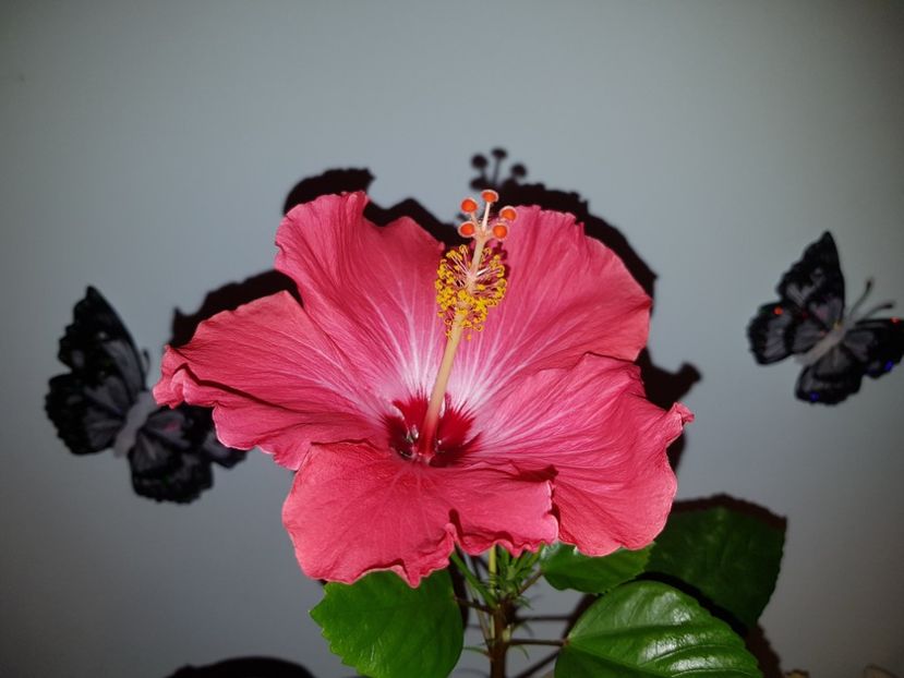  - Hibiscus Painted Lady