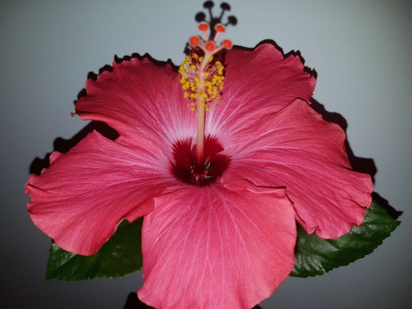  - Hibiscus Painted Lady