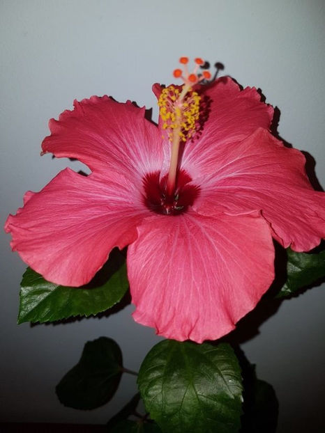  - Hibiscus Painted Lady