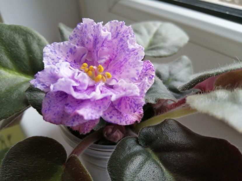  - Rs Morskaya Princessa