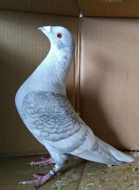  - NU AMI APARTIN 2020