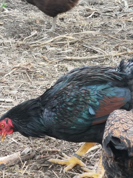  - Gaini Conbatant Indian Tale Mare