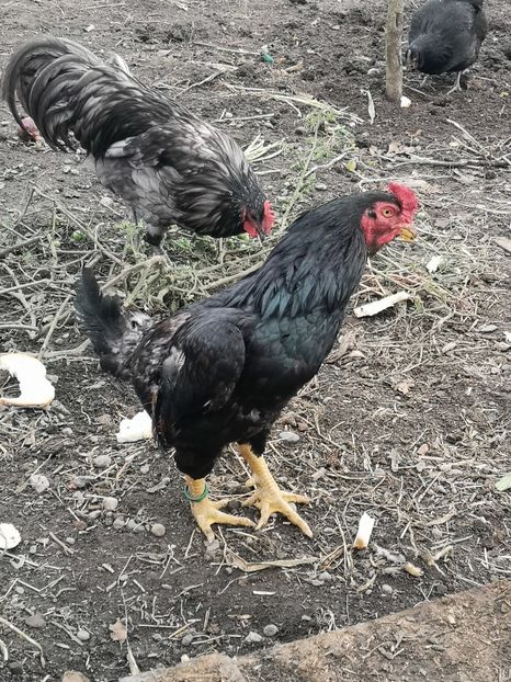  - Gaini Conbatant Indian Tale Mare