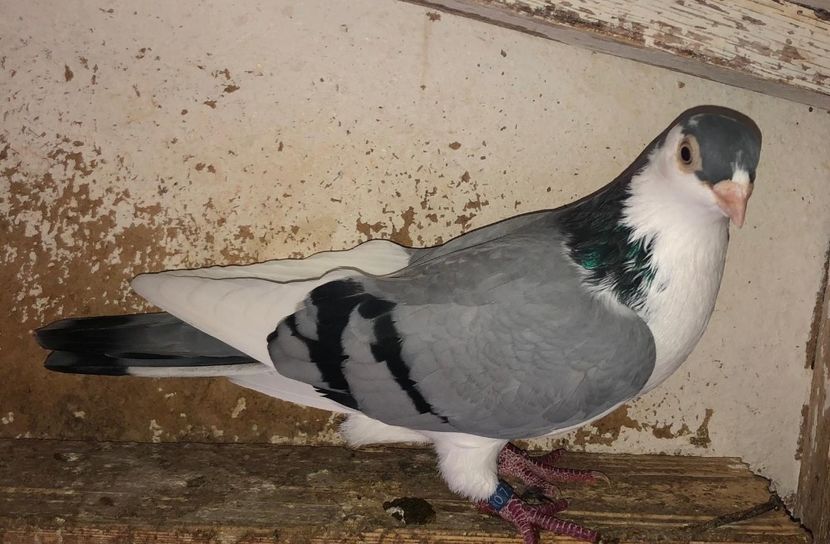 7723  femelă  2018 - 0000001 prin voliere