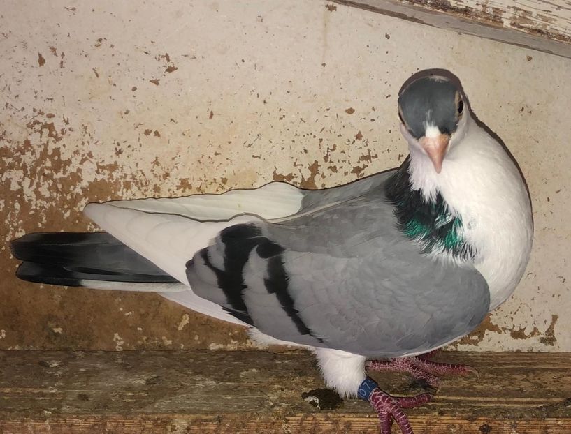 7723  femelă  2018 - 0000001 prin voliere