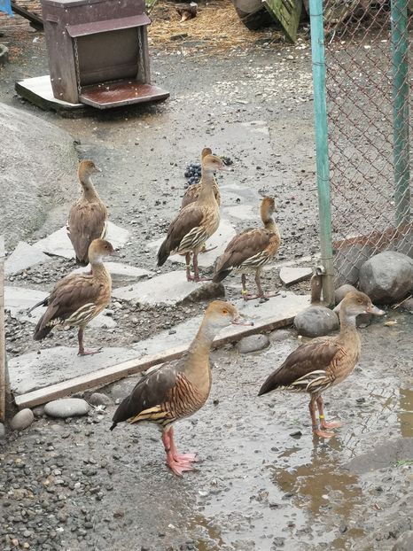  - Gisca Fluieratoare Cu Secera