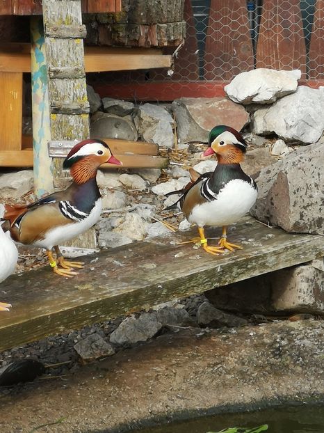  - RATE MANDARINE STANDARD