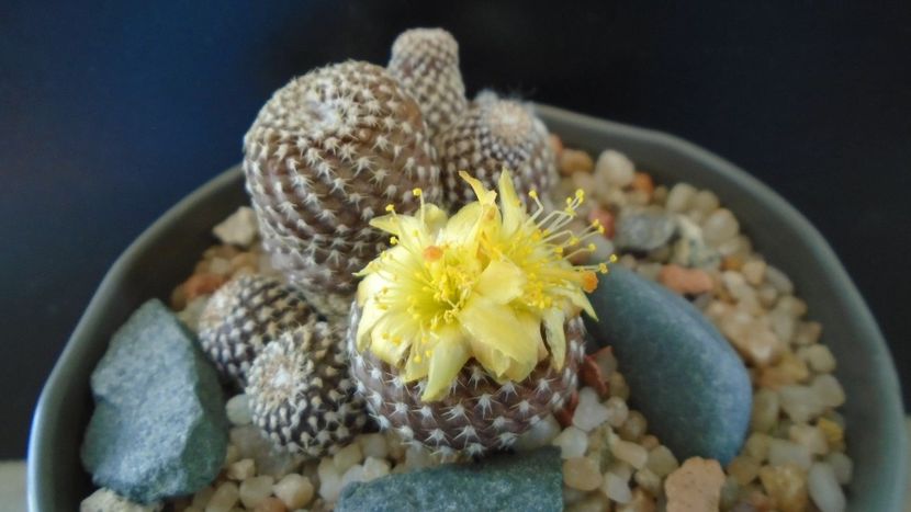 Copiapoa laui - Cactusi 2020 evolutie vara bis