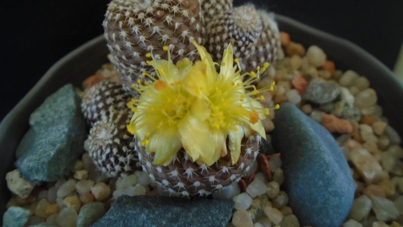 Copiapoa laui - Cactusi 2020 evolutie vara bis