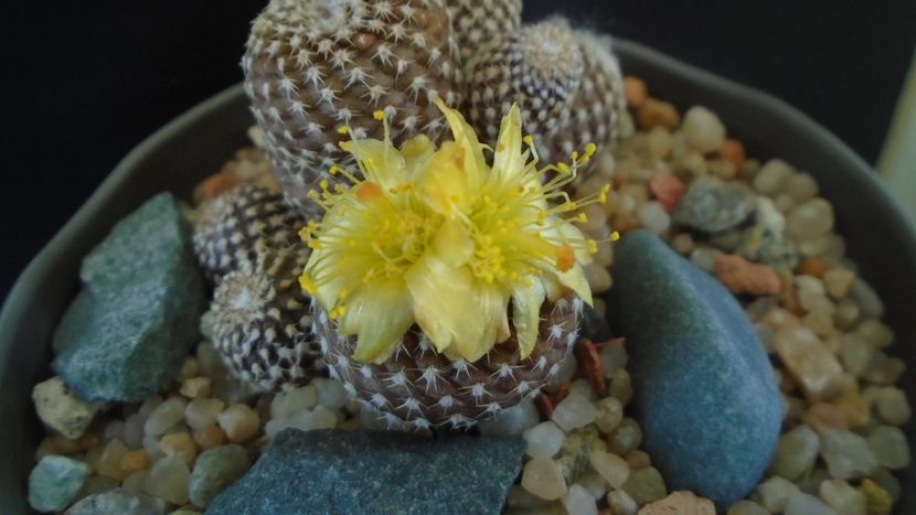 Copiapoa laui - Cactusi 2020 evolutie vara bis