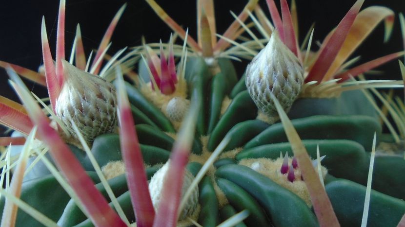 Ferocactus latispinus - Cactusi 2020 evolutie vara bis