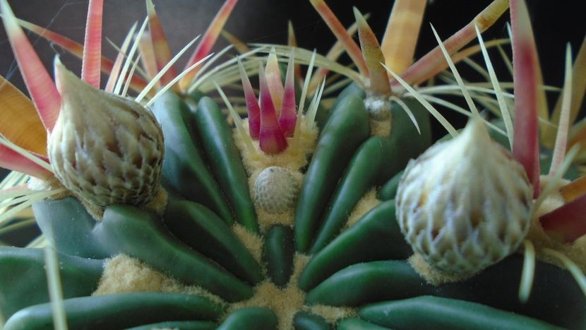 Ferocactus latispinus - Cactusi 2020 evolutie vara bis