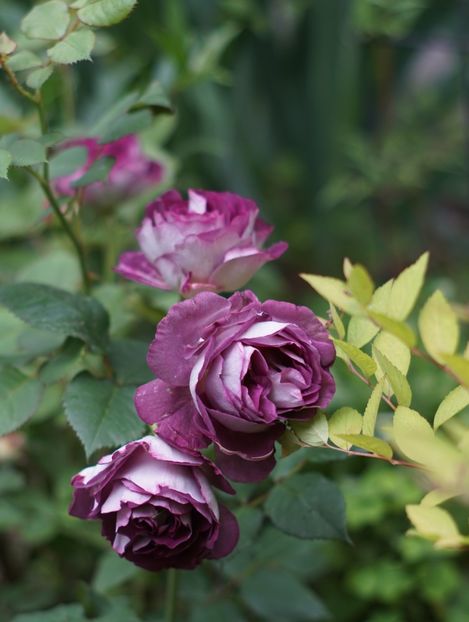  - Huddersfield Choral Society