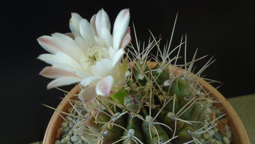 Gymnocalycium mihanovichii - Cactusi 2020 Gymnocalycium