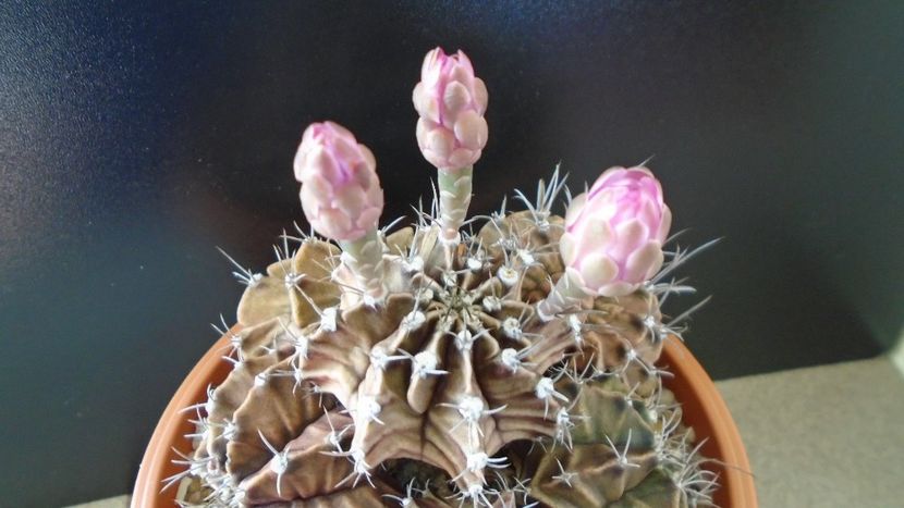 Gymnocalycium friedrichii (stenopleurum), colonie - Cactusi 2020 Gymnocalycium