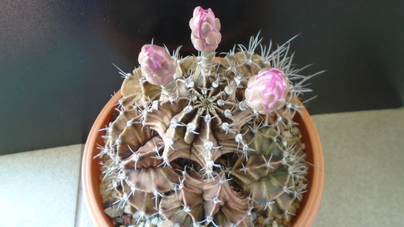 Gymnocalycium friedrichii (stenopleurum), colonie - Cactusi 2020 Gymnocalycium