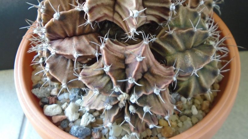 Gymnocalycium friedrichii (stenopleurum), colonie - Cactusi 2020 Gymnocalycium