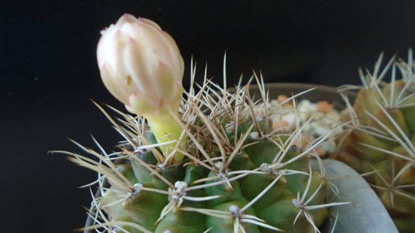 Gymnocalycium damsii v. tucavocense - Cactusi 2020 Gymnocalycium