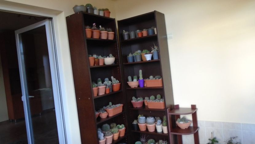 25 oct. 2020 - Inceputul repausului vegetativ - Cactusi 2020 Gymnocalycium