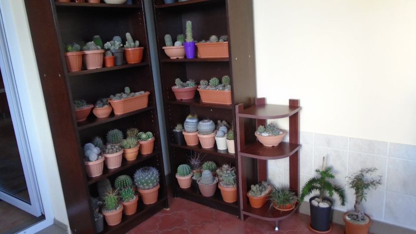25 oct. 2020 - Inceputul repausului vegetativ - Cactusi 2020 Gymnocalycium