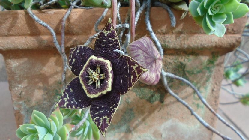 Orbea (Stapelia) variegata - Suculente 2020
