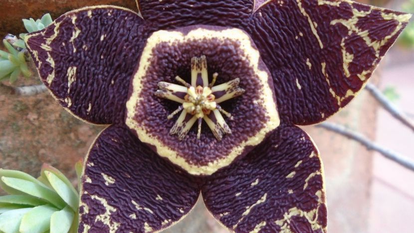 Orbea (Stapelia) variegata - Suculente 2020