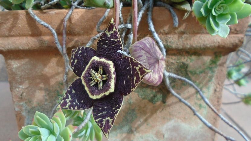 Orbea (Stapelia) variegata - Toamna 2020-2021-2022-2023