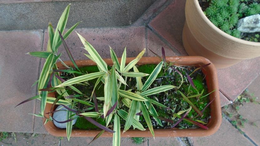 Bambus pitic variegat & Imperata cylindrica Red Baron - Toamna 2020-2021-2022-2023