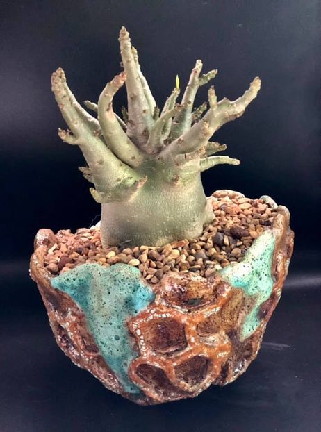 Adenium arabicum hb. ‘Godji’ - Vase - aranjamente - accesorii