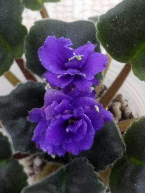 16 oct - ZZ LE Kudri Venery