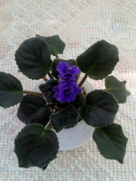 16 oct - ZZ LE Kudri Venery