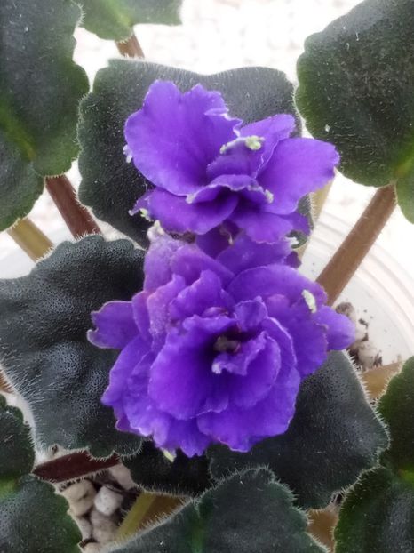 16 oct - ZZ LE Kudri Venery