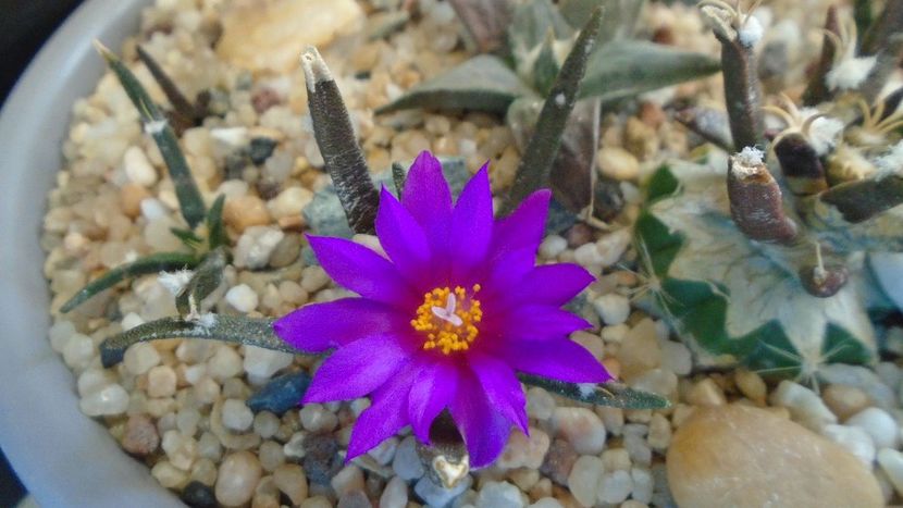 Ariocarpus agavoides 1 - Cactusi 2020 final de an