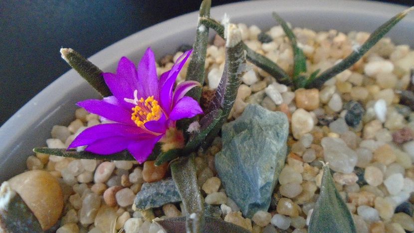 Ariocarpus agavoides 1 - Cactusi 2020 final de an