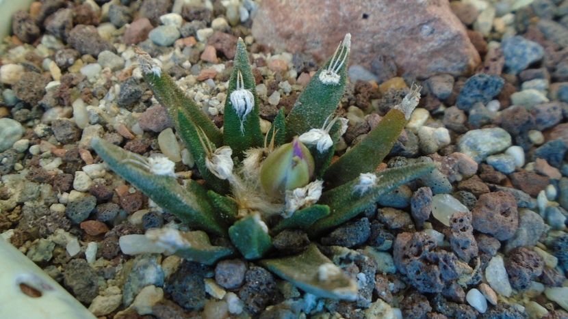 Ariocarpus agavoides 2 - Cactusi 2020 final de an
