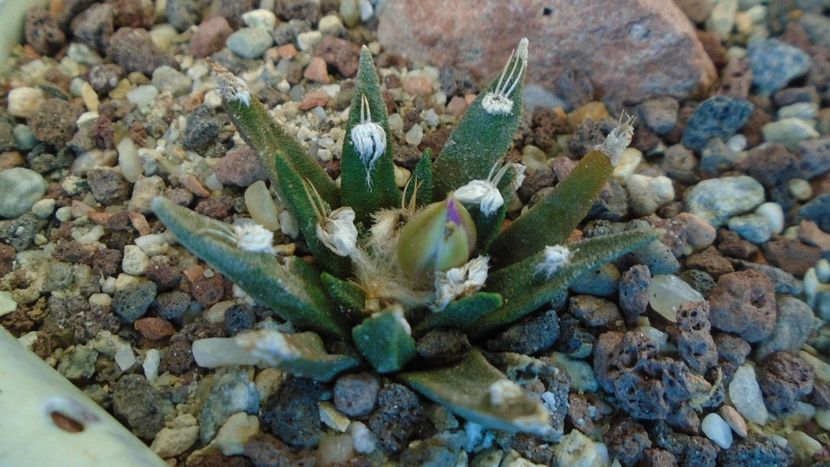 Ariocarpus agavoides 2 - Cactusi 2020 final de an