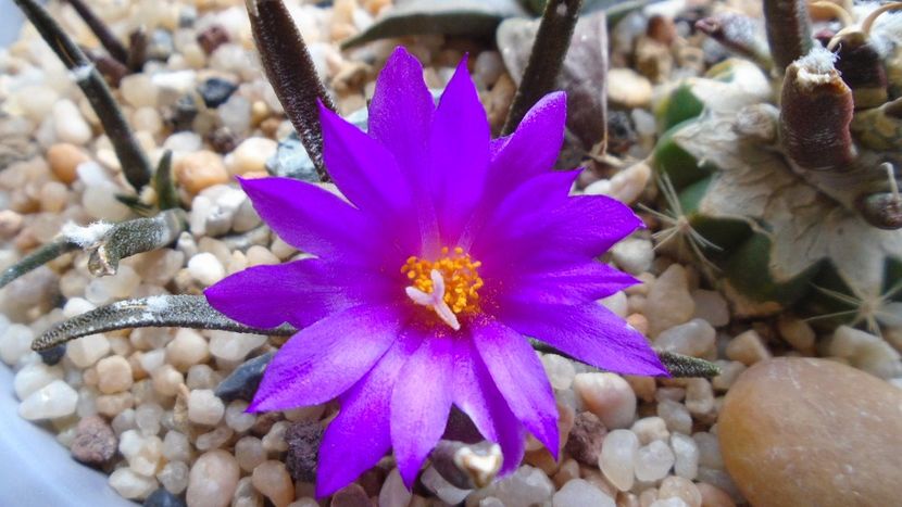 Ariocarpus agavoides 1 - Cactusi 2020 final de an