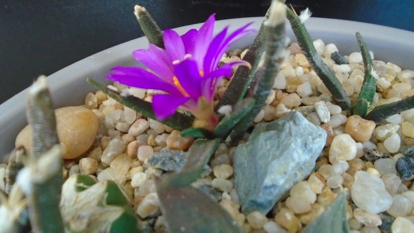 Ariocarpus agavoides 1 - Cactusi 2020 final de an