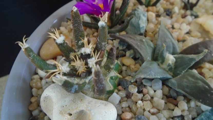 Ariocarpus agavoides v. sanluisensis - Cactusi 2020 final de an