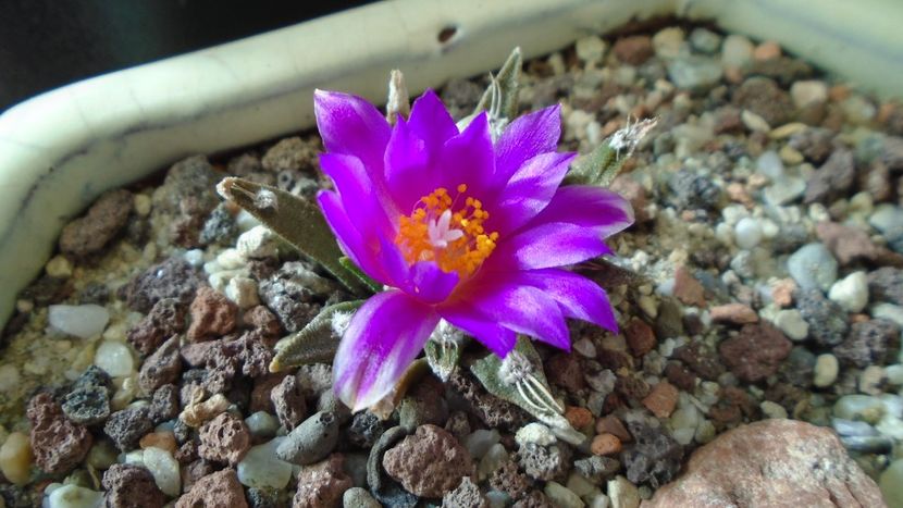 Ariocarpus agavoides 2 - Cactusi 2020 final de an