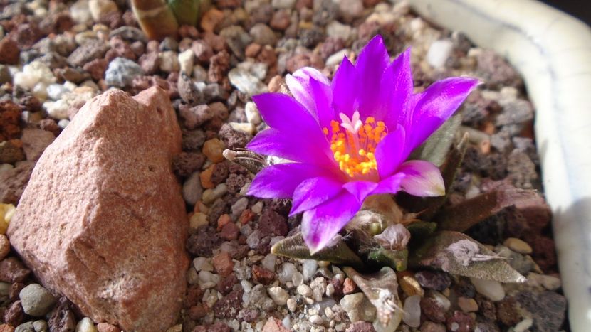Ariocarpus agavoides 2 - Cactusi 2020 final de an