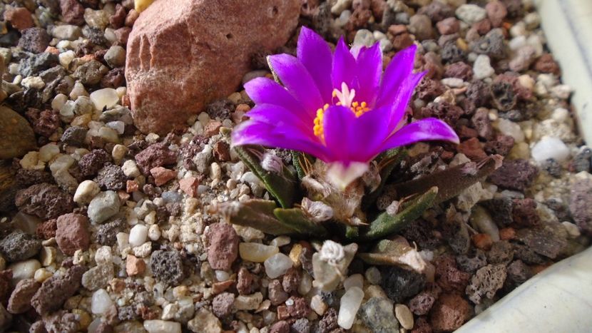 Ariocarpus agavoides 2 - Cactusi 2020 final de an