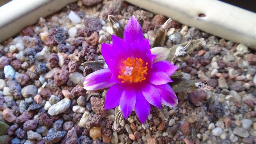 Ariocarpus agavoides 2 - Cactusi 2020 final de an