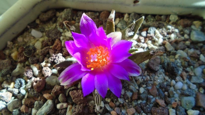 Ariocarpus agavoides 2 - Cactusi 2020 final de an