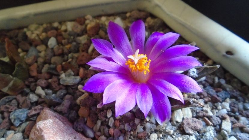 Ariocarpus agavoides 2 - Cactusi 2020 final de an