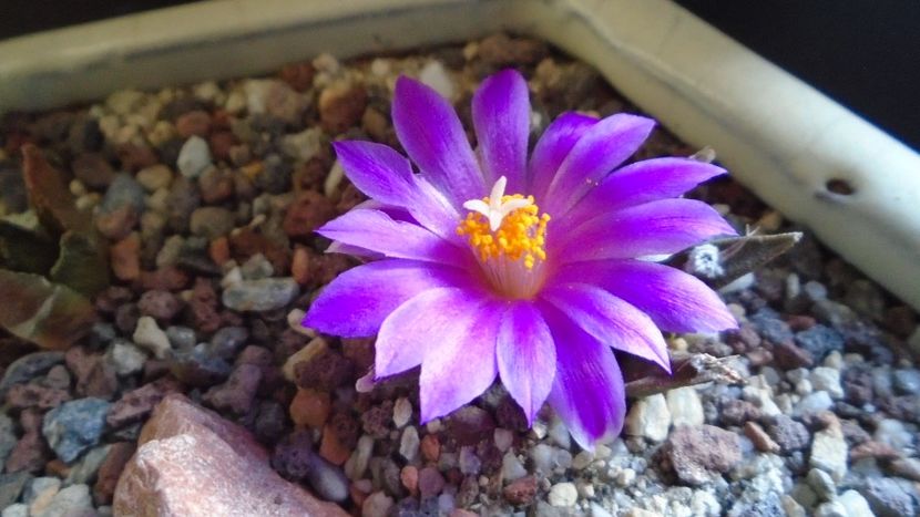 Ariocarpus agavoides 2 - Cactusi 2020 final de an