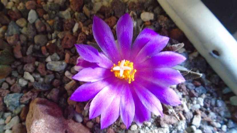 Ariocarpus agavoides 2 - Cactusi 2020 final de an