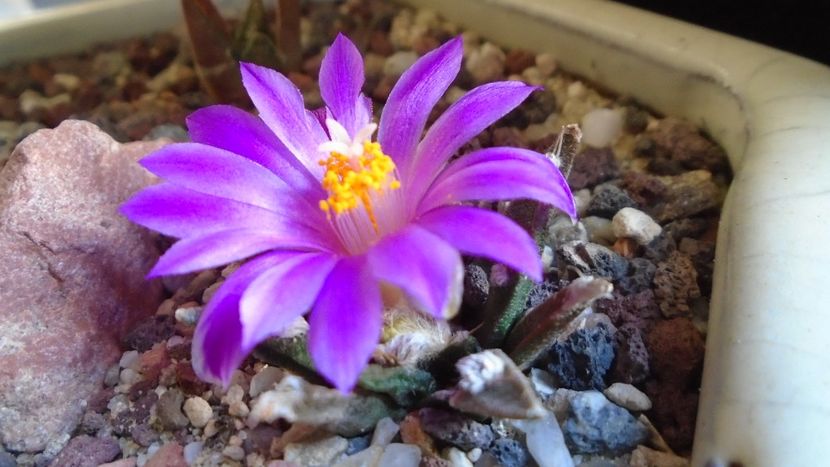 Ariocarpus agavoides 2 - Cactusi 2020 final de an