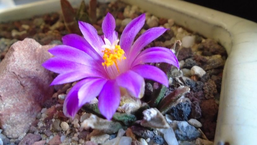 Ariocarpus agavoides 2 - Cactusi 2020 final de an