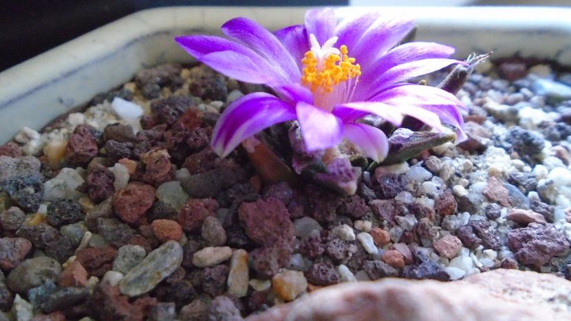 Ariocarpus agavoides 2 - Cactusi 2020 final de an